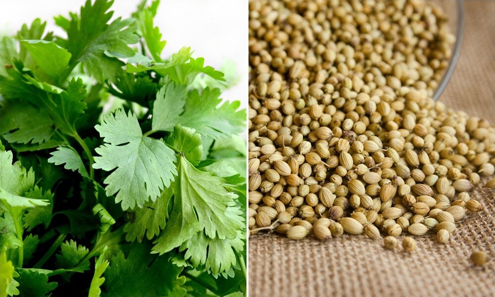 A koriander egészségügyi előnyei