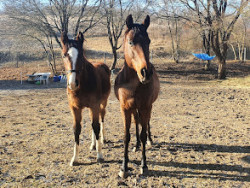 Salgótarjáni Lovas Sportegyesület