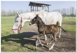 Albus Unicornis Lovarda és Vendégház