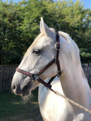 Bozsik Lovasiskola és Tanműhely