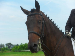 Szent László Lovas Sport Klub