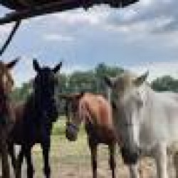 Barátságos Lovarda